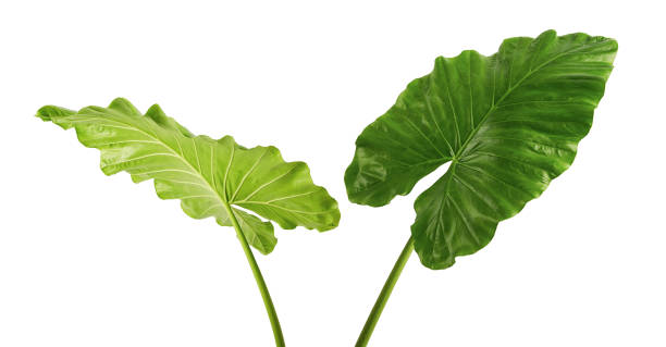 Alocasia odora foliage (Night-scented lily or Giant upright elephant ear), Exotic tropical leaf, isolated on white background with clipping path