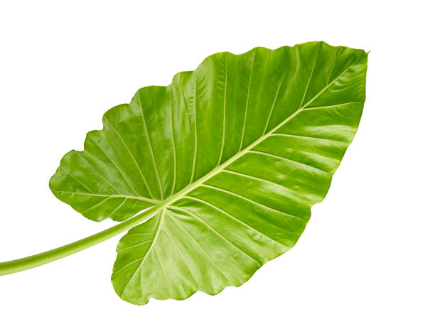 istock Alocasia odora foliage (Night-scented lily or Giant upright elephant ear), Exotic tropical leaf, isolated on white background with clipping path 939974312