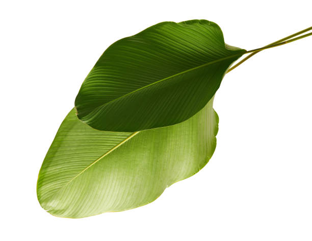 istock Calathea lutea foliage, (Cigar Calathea, Cuban Cigar), Exotic tropical leaf, Calathea leaf, isolated on white background with clipping path 939974336