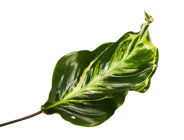 istock Calathea foliage (The leaves are dark green above, purple below), Calathea leaf isolated on white background with clipping path 939974344