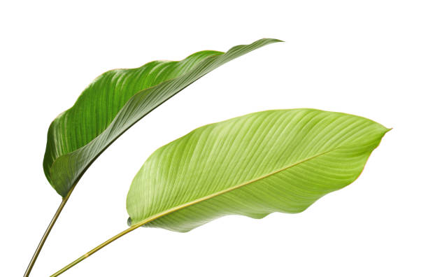 istock Calathea foliage, Exotic tropical leaf, Large green leaf, isolated on white background with clipping path 939974918