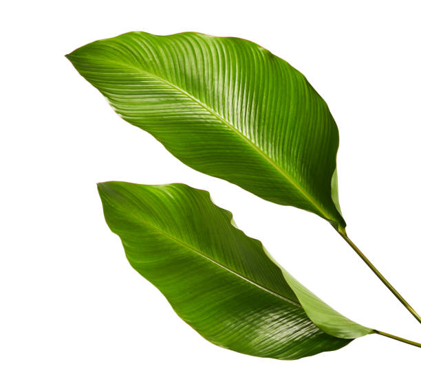 istock Calathea foliage, Exotic tropical leaf, Large green leaf, isolated on white background with clipping path 939974976