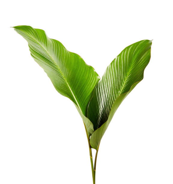 istock Calathea foliage, Exotic tropical leaf, Large green leaf, isolated on white background with clipping path 939975140