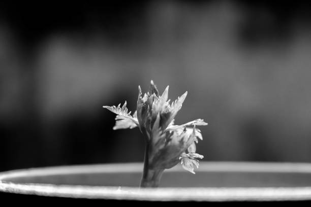 Black and White picture from simple things in life
