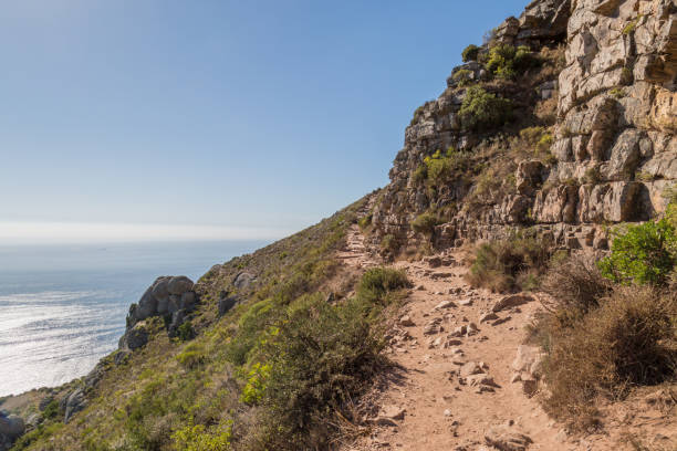 Lion's Head Trail A pathway on Lion's Head Mountain, Cape Town, overlooking the ocean lions head mountain stock pictures, royalty-free photos & images