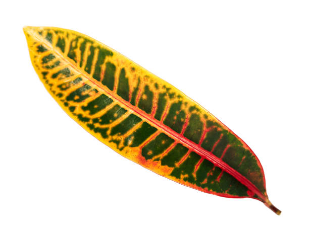 istock Codiaeum variegatum (garden croton or variegated croton) foliage, Close up of croton leaves isolated on white background with clipping path 939978334