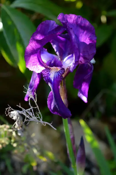 Close up, Iris, Background