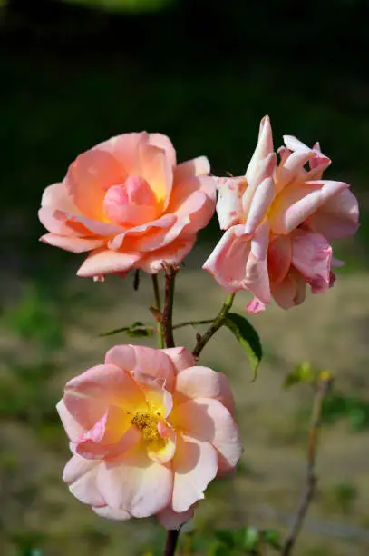 Beautiful Pink Roses, Background