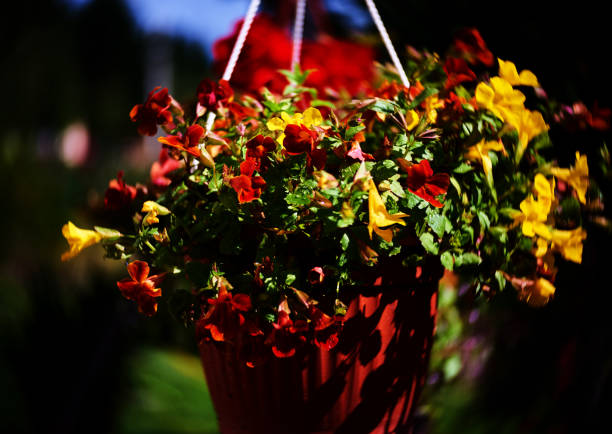 Red begonia flowers in two clay outdoor flower pots on a red front porch deck.  Tan brick wall.  Bright sunny flowers growing in the summer season. Copyspace to right.  No people.