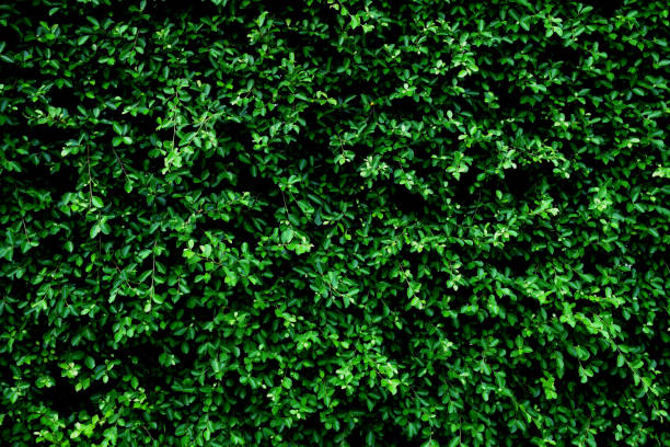 istock Tropical green leaf on dark green background 939991040