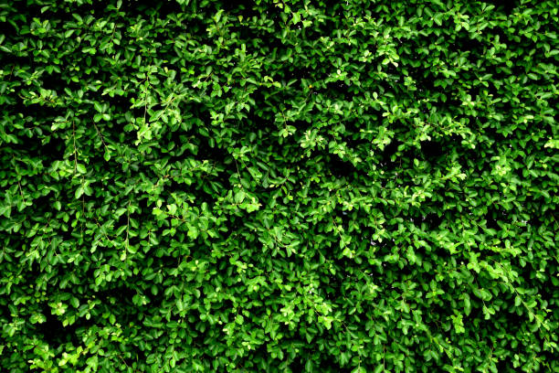 istock Tropical green leaf on yellow green background 939991046
