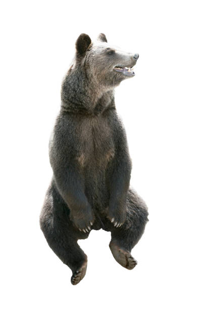 istock Big brown bear isolated on white background 939991232