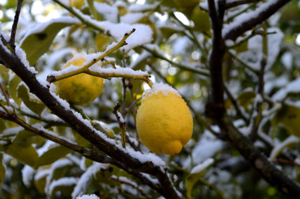 istock Background of a Lemon Tree after a Snowfall, Sicily, Nature 939998712
