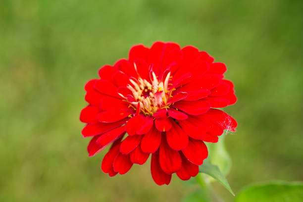 Red Zinnia Flowers in Garden