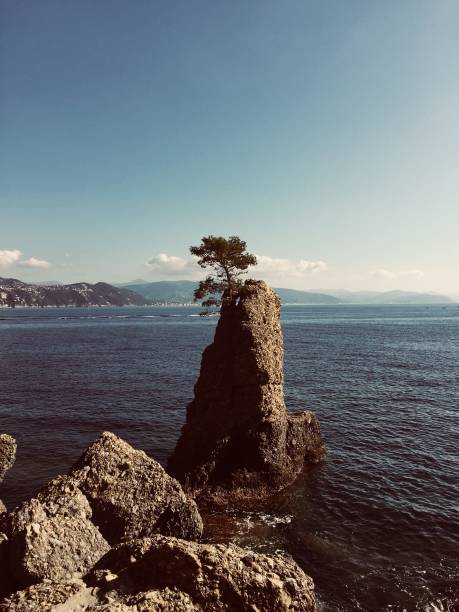 istock Lonely tree, Portofino, Italy 940001236