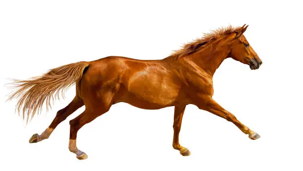 Photo of Chestnut young horse is galloping fast in the wild.