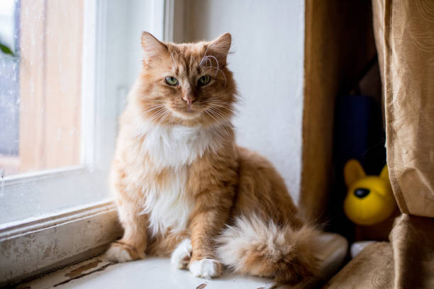 istock Cute funny fluffy red cat sitting on the window 940001934