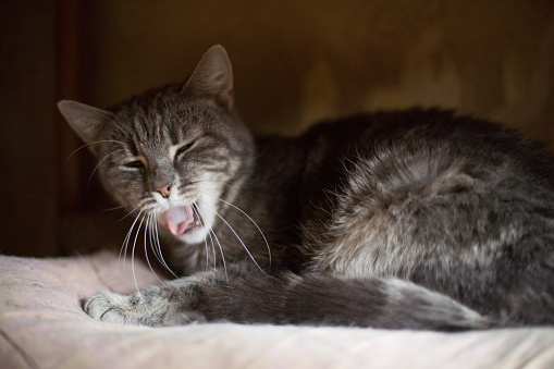 Cute funny tabby gray cat shows tongue. Domestic animal