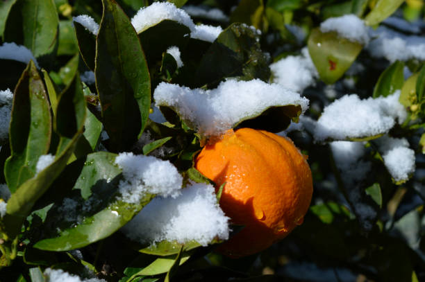 istock Background of an Orange Branch with Fruit After a Snowfall 940004604