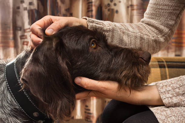 istock hands of owner stroking a dog 940011056