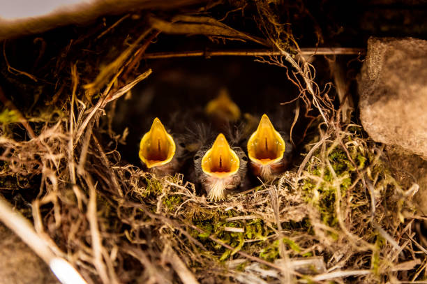 four little baby birds screaming in the nest - cheeper imagens e fotografias de stock