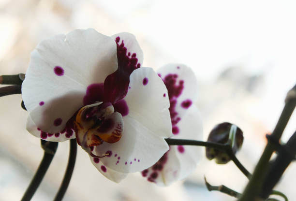 istock Beautiful blooming white orchid 940015038