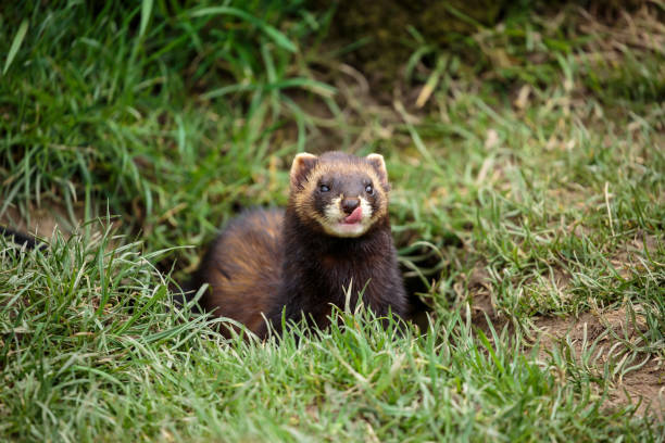 istock The European polecat 940018002