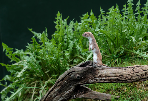The least weasel, or simply weasel in the UK and much of the world, is the smallest member of the genus Mustela, family Mustelidae and order Carnivora. It is most commonly referred to as \