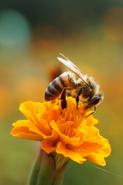 백인 꿀벌 apis mellifera 봄에서 골드 메리 골드 erecta의 붉은 꽃에 앉아의 매크로 측면 보기 - erecta 뉴스 사진 이미지