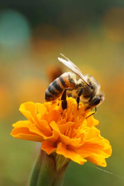 Macro view of Caucasian brown bee Apis mellifera with antennae and wings gathering nectar and pollen on the red flower of Tagetes erecta in the spring