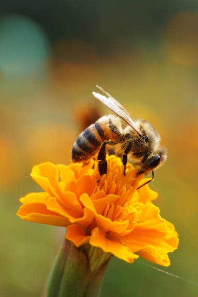 macro side view of caucasian bee apis mellifera sitting on red flower of marigold tagetes erecta in spring - erecta imagens e fotografias de stock