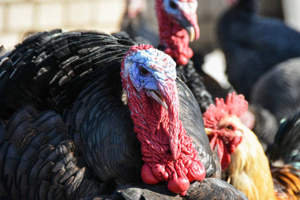 istock A large main turkey walks through the farmyard among other birds 940019462