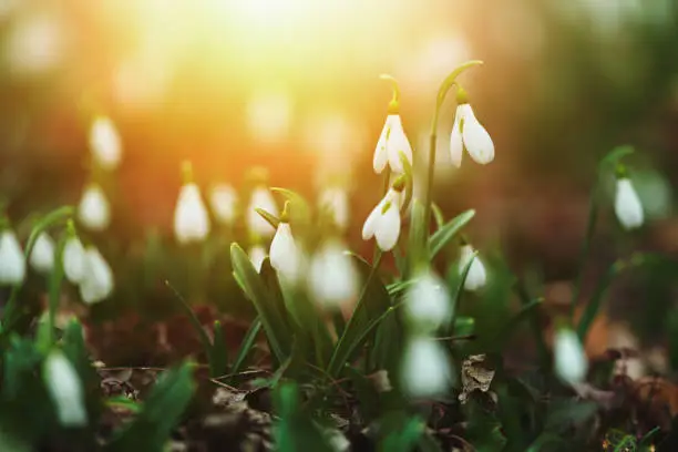 Photo of Snowdrops in the spring