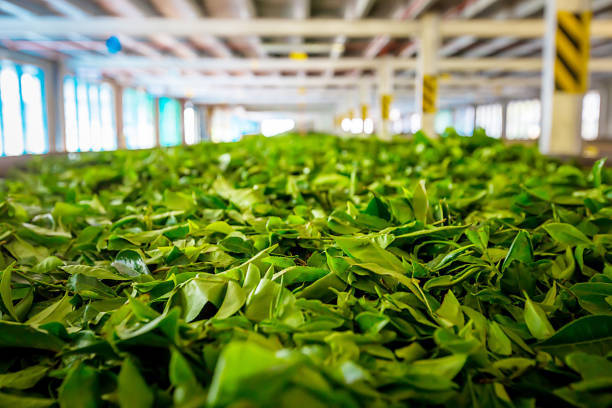 istock Tea factory, Sri Lanka. 940020618