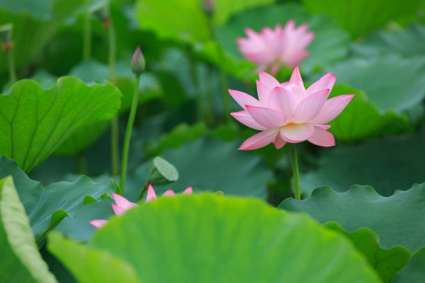 istock Pink lotus flower blooming in the pond 940027200