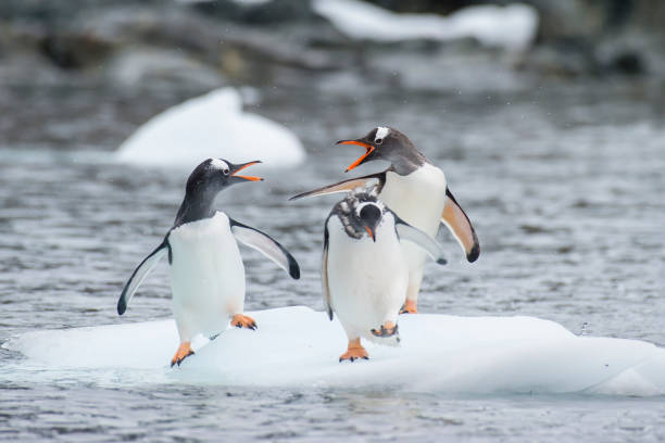 istock Gentoo Penguins on the ice 940027908