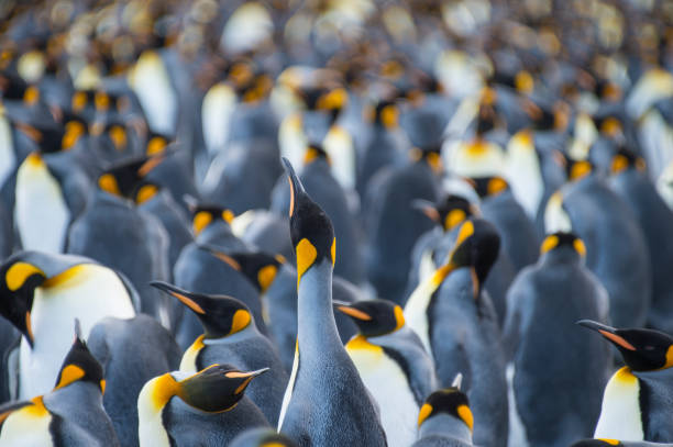 istock King Penguins colony Gold Harbour 940028090