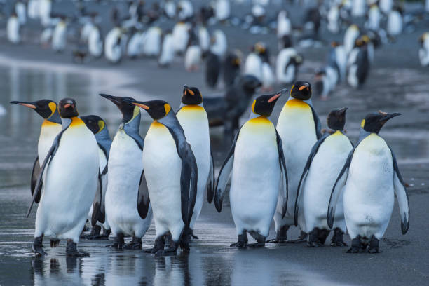 istock King Penguins colony Gold Harbour 940028188