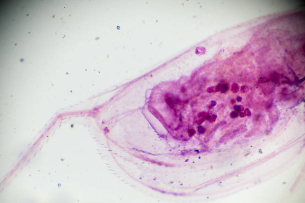 cyklopy pod lekką mikroskopią - ciliata zdjęcia i obrazy z banku zdjęć