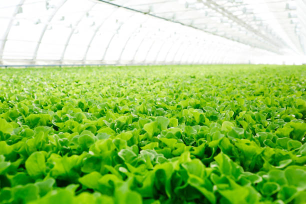 Cultivated vegetation Large plantation with green seedlings of fresh lettuce growing in hothouse lettuce stock pictures, royalty-free photos & images