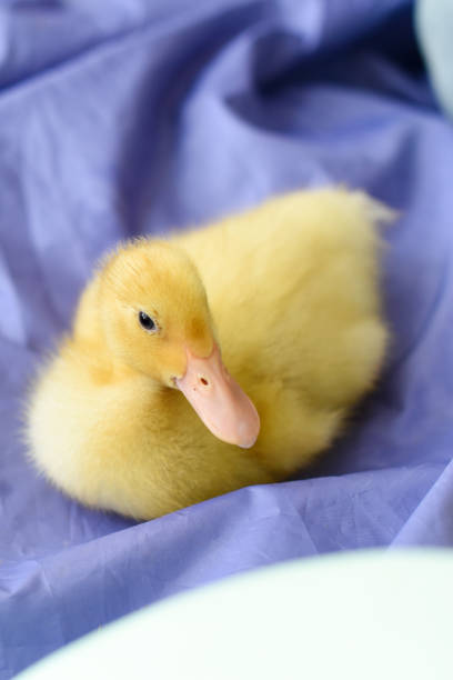 istock Multicolored eggs with ducklings for the Easter holiday 940042624