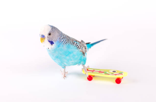 istock sky blue  wavy parrot with plastic toy skateboard  on color background 940043238