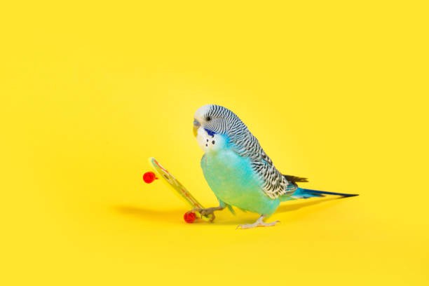 istock sky blue  wavy parrot with plastic toy skateboard  on color background 940043244