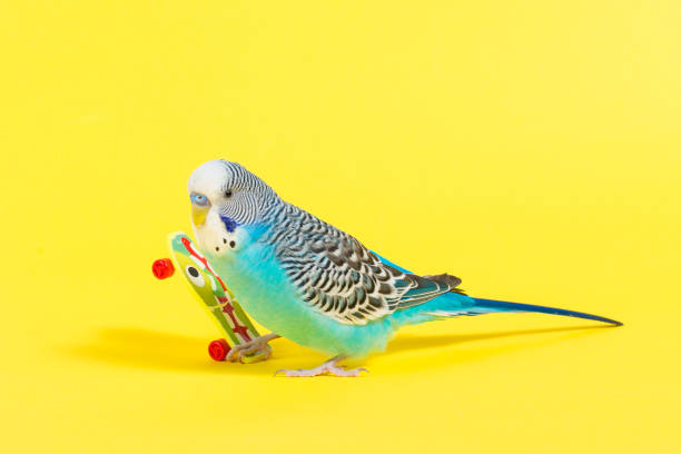 istock sky blue  wavy parrot with plastic toy skateboard  on color background 940044048