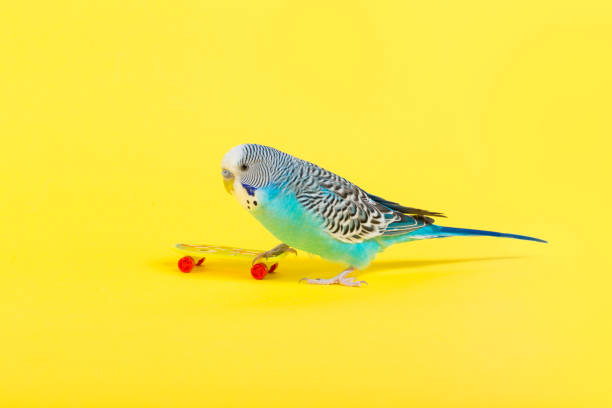 istock sky blue  wavy parrot with plastic toy skateboard  on color background 940045326