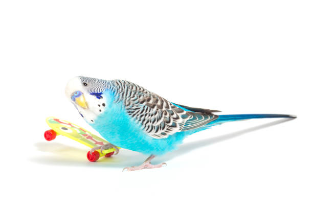 istock sky blue  wavy parrot with plastic toy skateboard  on color background 940045328