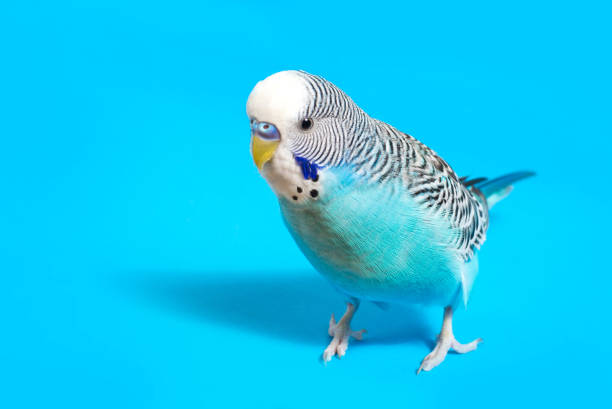 istock sky blue  wavy parrot with plastic toy skateboard  on color background 940045330
