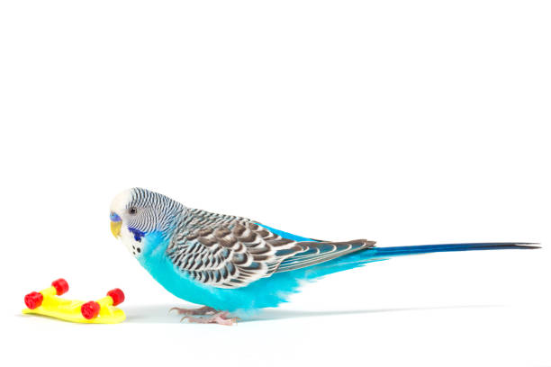 istock sky blue  wavy parrot with plastic toy skateboard  on color background 940045346