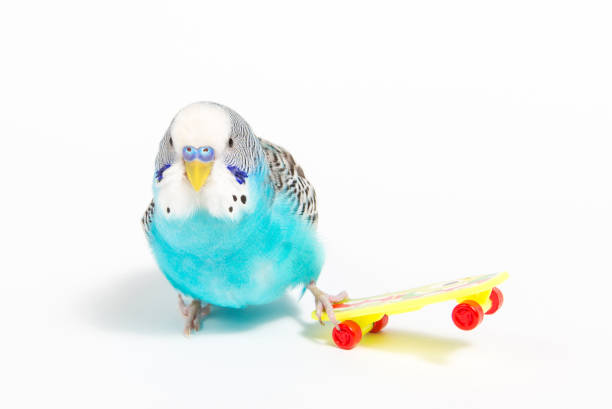 istock sky blue  wavy parrot with plastic toy skateboard  on color background 940045354