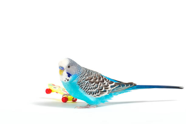 istock sky blue  wavy parrot with plastic toy skateboard  on color background 940045400